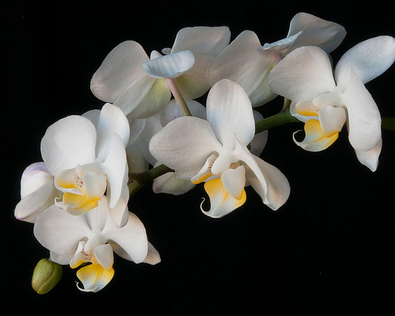 Orchids