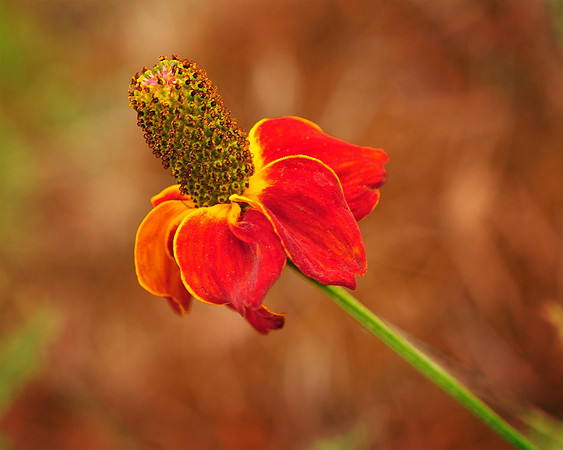 Red Bristle Flower
