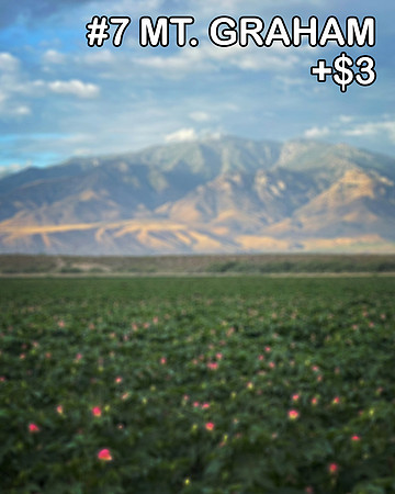 Spring25_007