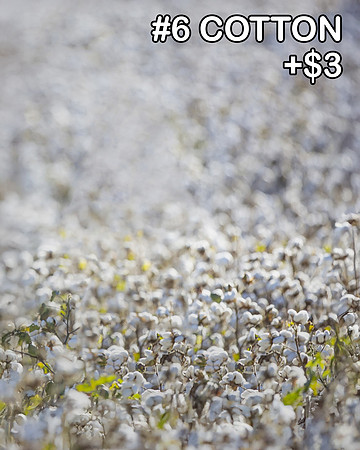 Spring25_006