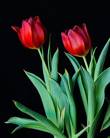 Red Tulip Twins
