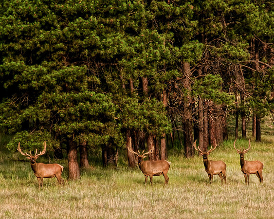 Elk