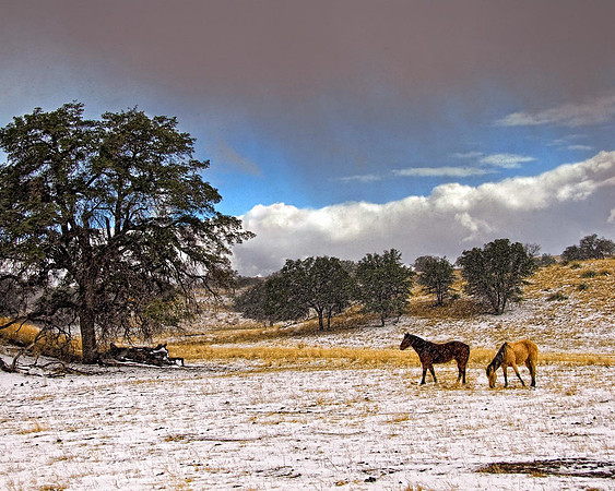 Horses in Snow