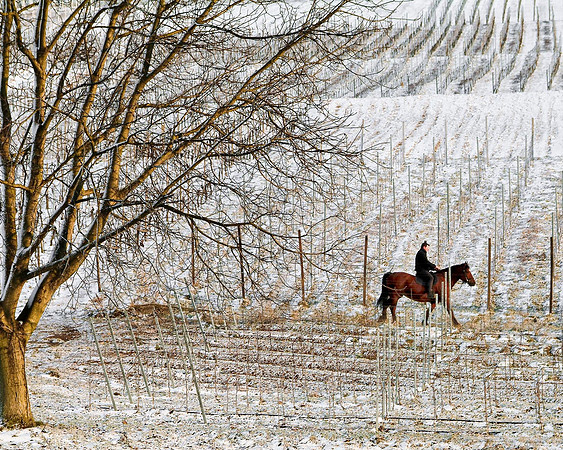 Snowy Vineyard
