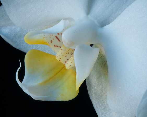 Orchid