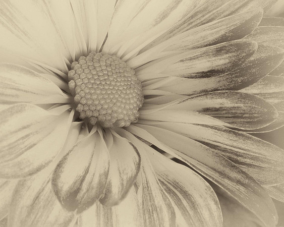Mum in Black and White