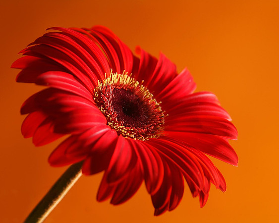Orange Blossom Special