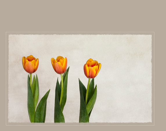 Three Part Harmony