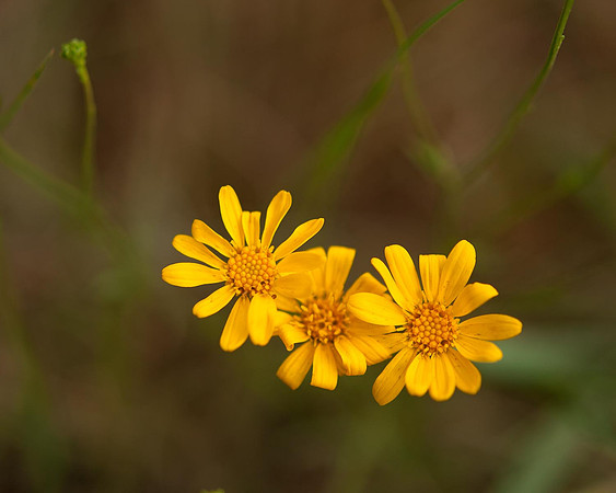 Yellow Wild Flowers 2