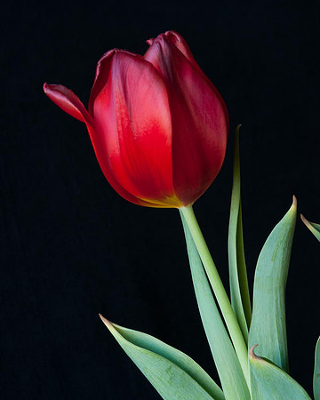Red Tulip