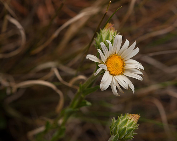 Alpine Wild Flower