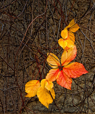 Changing Leaves