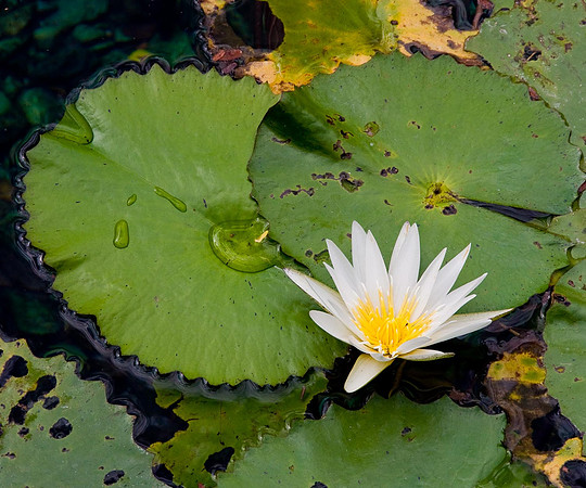 Water Lily