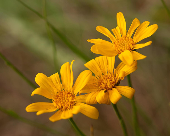 Yellow Wild Flowers