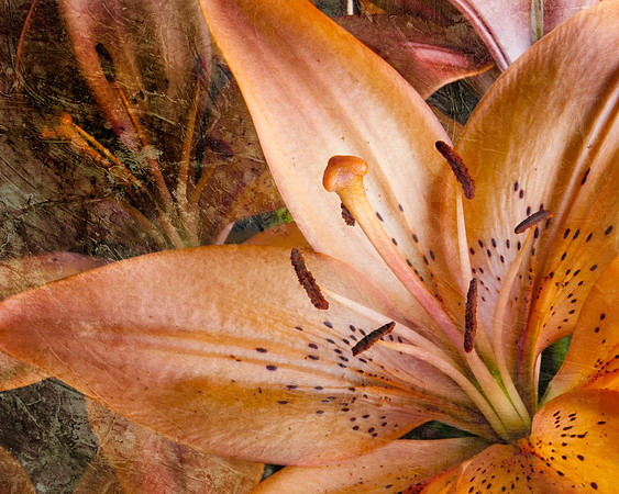 Tiger Lily