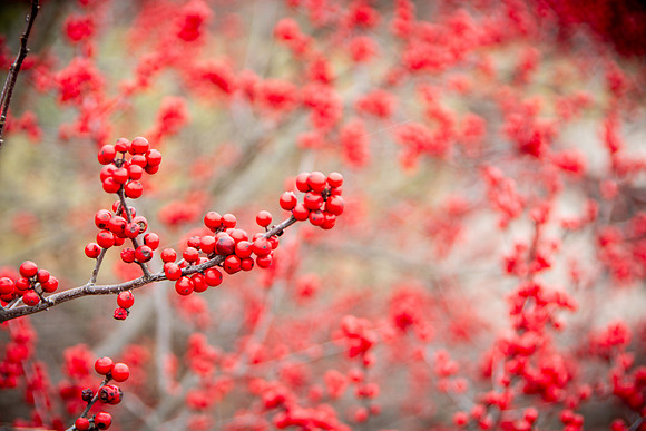 DSC_0078